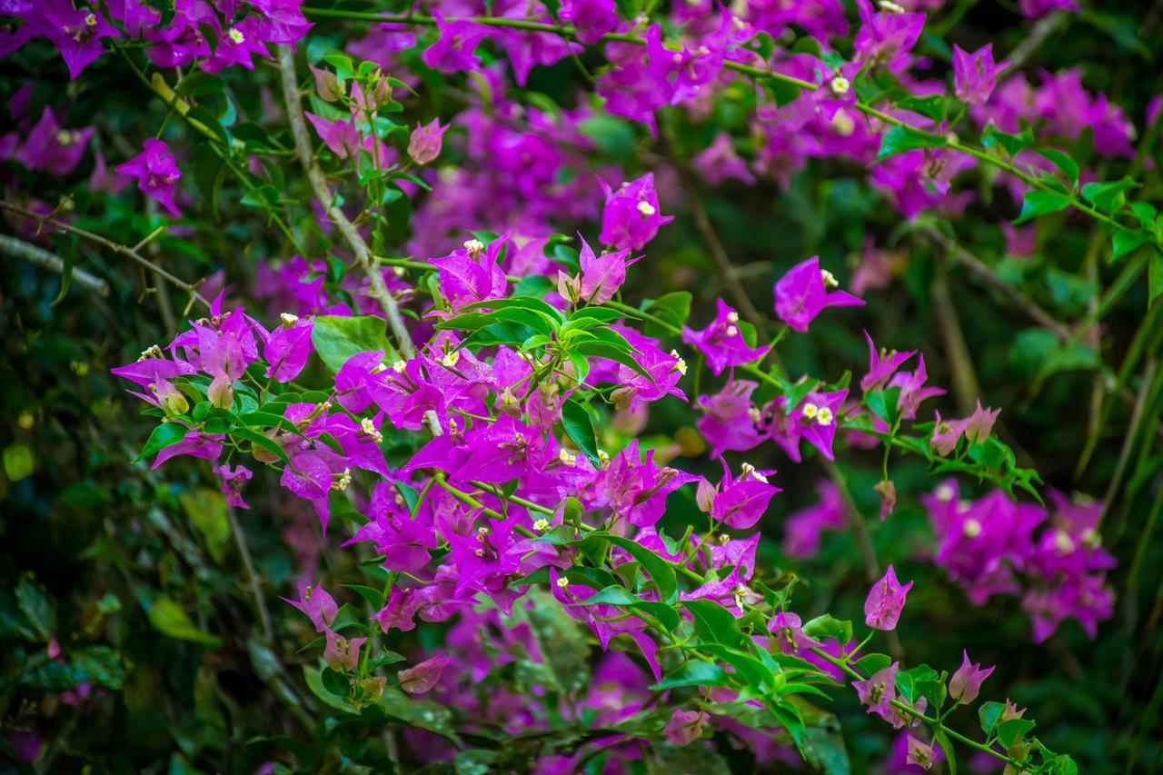 The Goddess Garden Eco-Resort Cahuita Εξωτερικό φωτογραφία